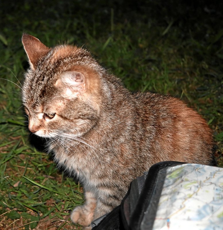 Radkater
